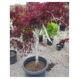 Japanese Maple Tree