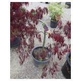 Japanese Maple Tree