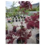 Japanese Maple Tree