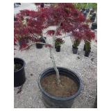 Japanese Maple Tree