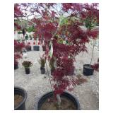 Japanese Maple Tree