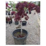 Japanese Maple Tree