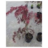Japanese Maple Tree