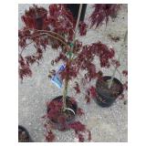 Japanese Maple Tree