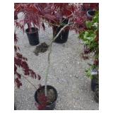 Japanese Maple Tree