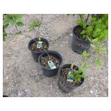 3) Sweetshrub