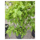 Flame Maple Tree