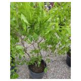 Flame Maple Tree