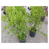 2) Flame Maple Tree