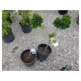 2) Dwarf Hinoki Cypress