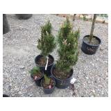 2) Mugo Pine, 2) Frank