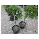2) Russian Cypress