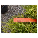 2) Savine Juniper