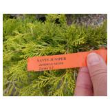 2) Savine Junipers
