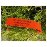 3) Savin Junipers