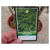 2) Russian Cypress