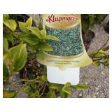 2) Fragrant Sarcococca, Frangrant Sweetbox