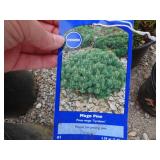 3) Mugo Pines