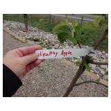 Wealthy Apple
