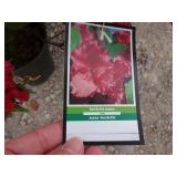 2) Red Ruffle Azalea