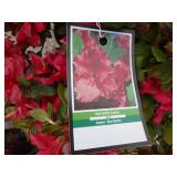 2) Red Ruffle Azaleas