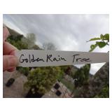 Golden Rain Tree