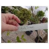 Ash Tree