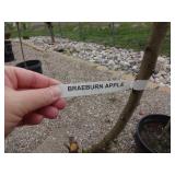 Braeburn Apple