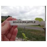 Braeburn Apple