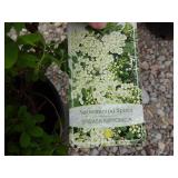 2) Snowmound Spirea