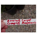 4) Emerald Carpet Creeping Rasberry