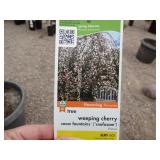 Weeping Cherry