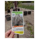 Weeping Cherry
