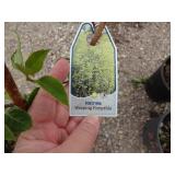 Forsythia