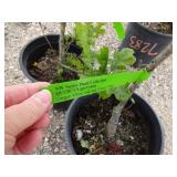 2) Oregon White Oak