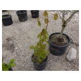Oregon White Oak