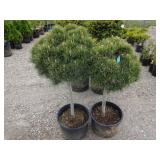 2) Sea Urchin Dwarf Pine