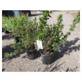 2) Red Prince Weigela