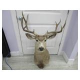Deer Mount