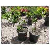 2) Cornelian Cherry Dogwood