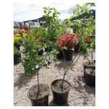 2) Cornelian Cherry Dogwood