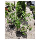 2) Cornelian Cherry Dogwood