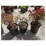 3) Azalea Hybrid "Girard Pink"