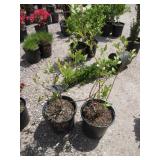 2) Blueberry Plants