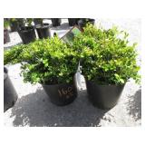 2) English Dwarf Boxwood