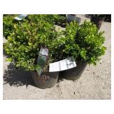 2) English Dwarf Boxwood