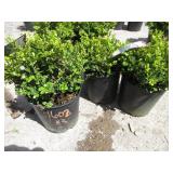 3) English Dwarf Boxwood