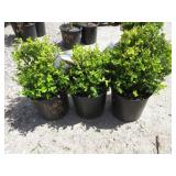 3) English Dwarf Boxwood