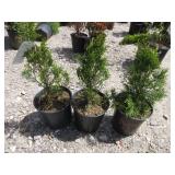 3) Emerald Green Arborvitae