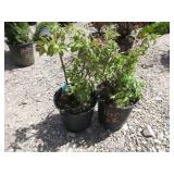 2) Serenade Elderberry